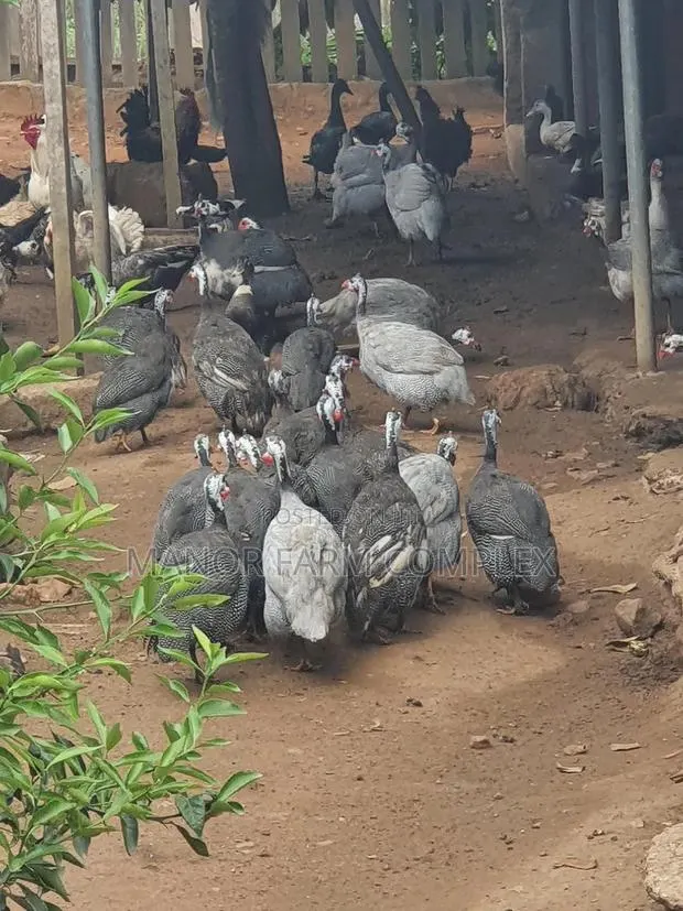 Healthy Matured Guinea Fowls · Photo 1