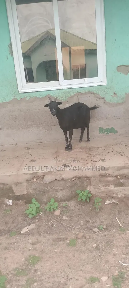 Nice Goat Seller · Photo 1