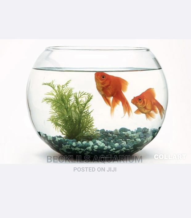 Package Glass Fish Bowl · Photo 2