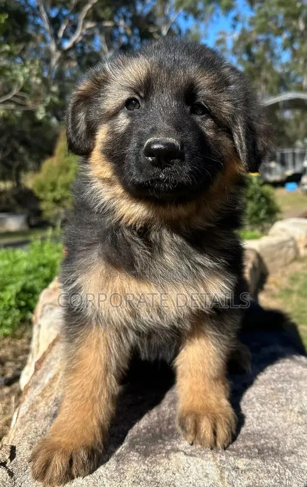 1-3 months Male Purebred German Shepherd · Photo 1