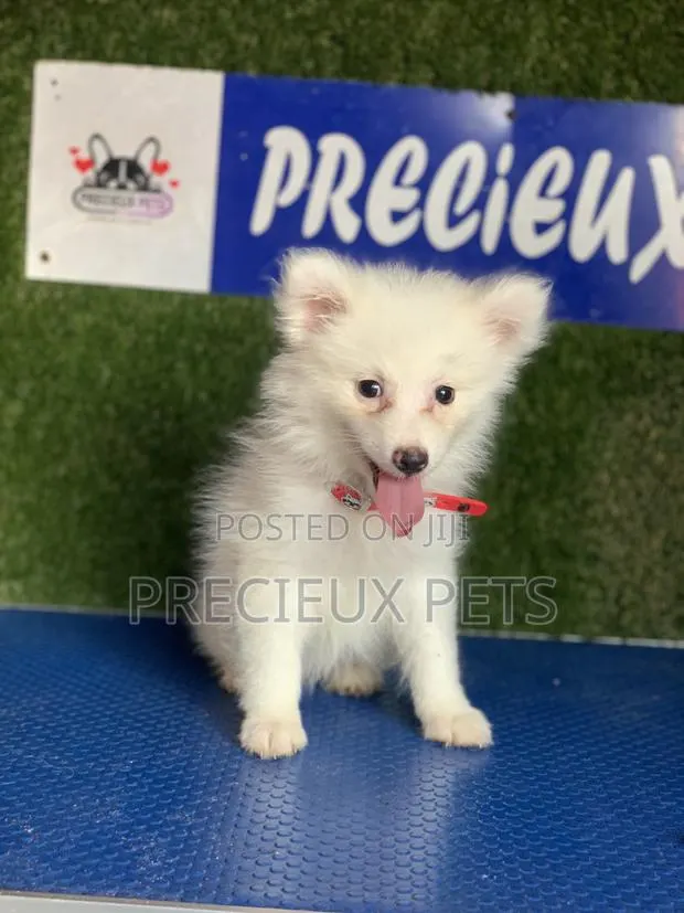 1-3 months Female Purebred American Eskimo · Photo 1