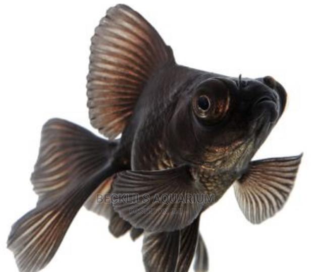 Blackmoor Fish · Photo 3