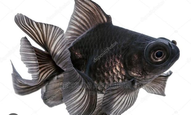 Blackmoor Fish · Photo 1