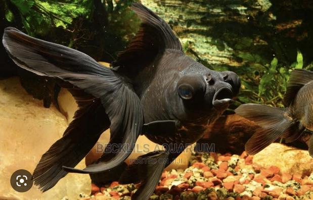 Blackmoor Fish · Photo 2