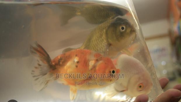 Oranda Gold Fishes · Photo 3