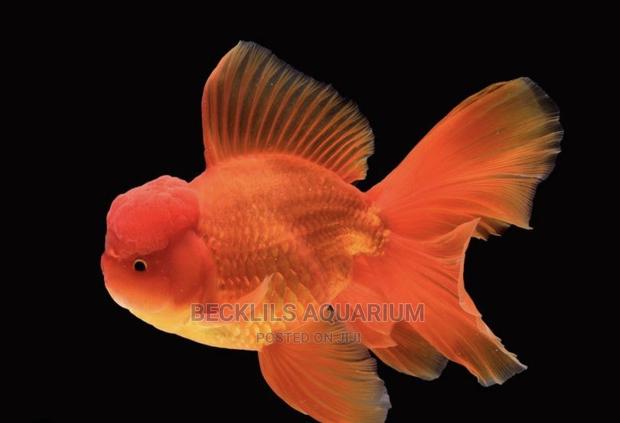 Oranda Gold Fishes · Photo 2