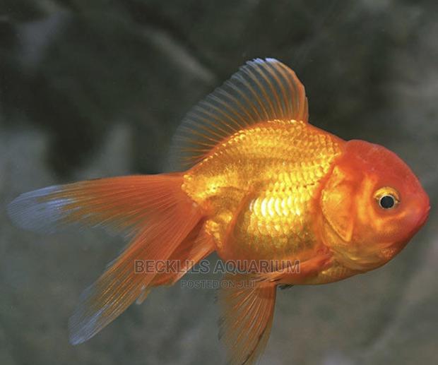Oranda Gold Fishes · Photo 1