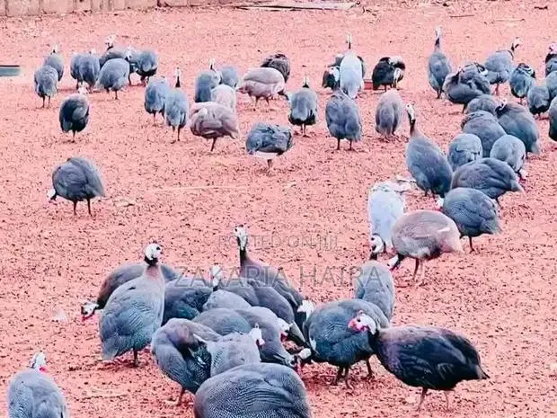 Guinea Fowls · Photo 1