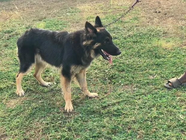 1+ year Male Purebred German Shepherd · Photo 4