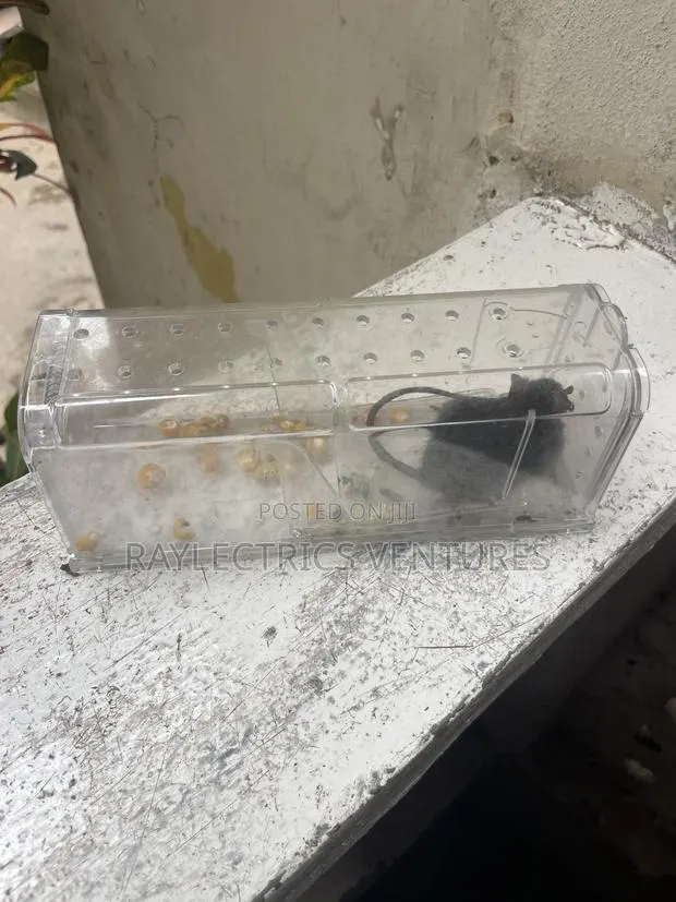 Mouse Trap · Photo 1
