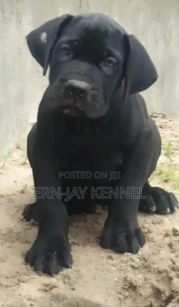 1-3 months Female Purebred Boerboel · Photo 1
