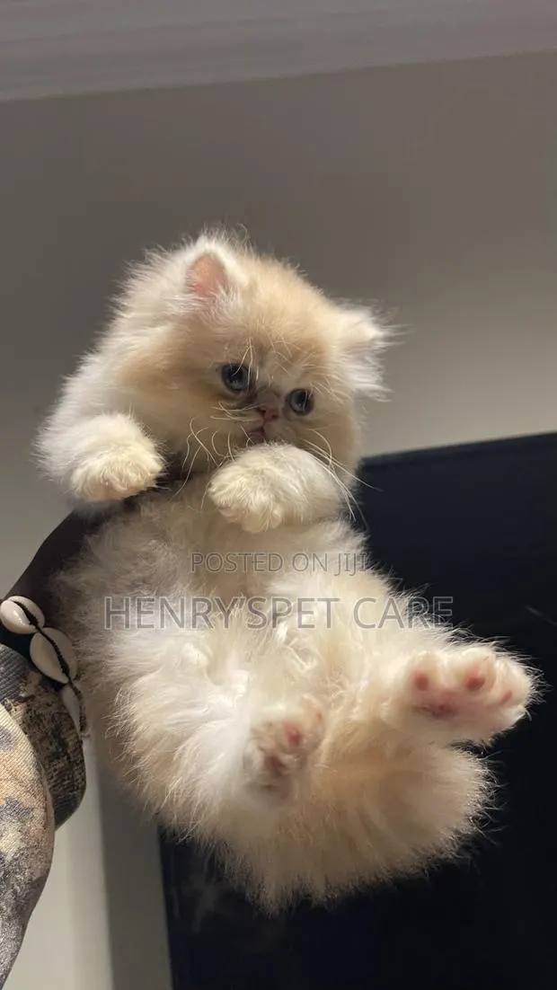 1-3 months Male Purebred Persian · Photo 2