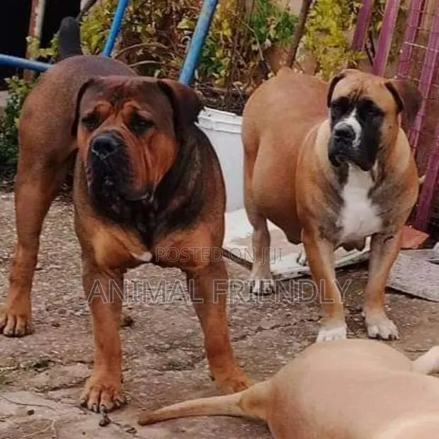 1-3 months Male Purebred Boerboel · Photo 1