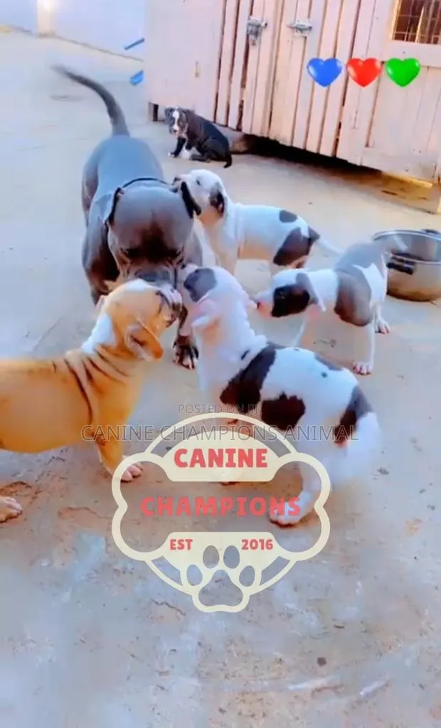 1-3 months Female Purebred American Bully · Photo 1