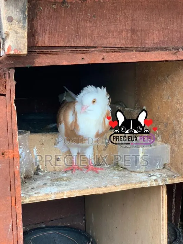 1 Pair of Brown/Gold Color Jacobin Fancy Pigeons · Photo 1