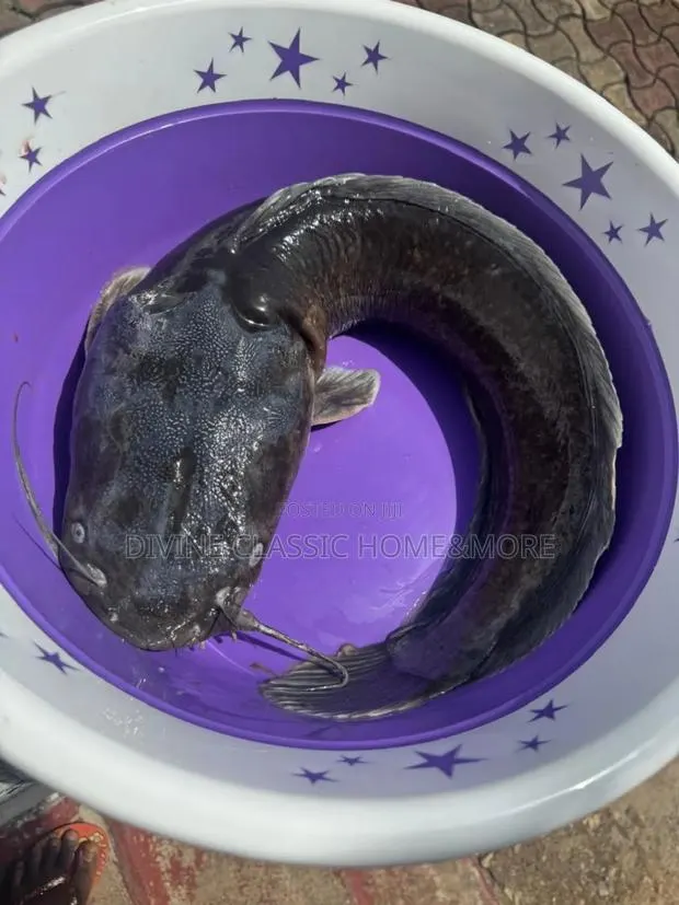 Fresh Big Sizes Catfish For Sale · Photo 1