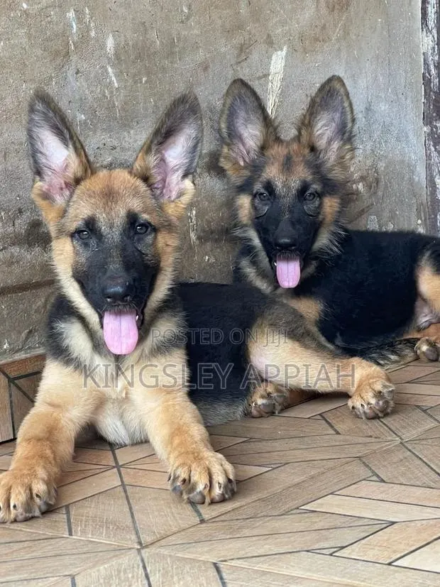1-3 months Male Purebred German Shepherd · Photo 1