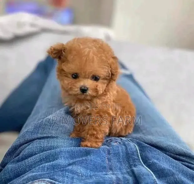 1-3 months Female Purebred Poodle · Photo 1