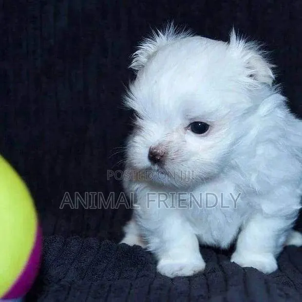 1-3 months Male Purebred Maltese · Photo 1