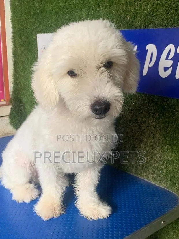 6-12 months Male Purebred Poodle · Photo 1