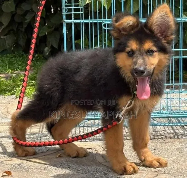1-3 months Male Purebred German Shepherd · Photo 1