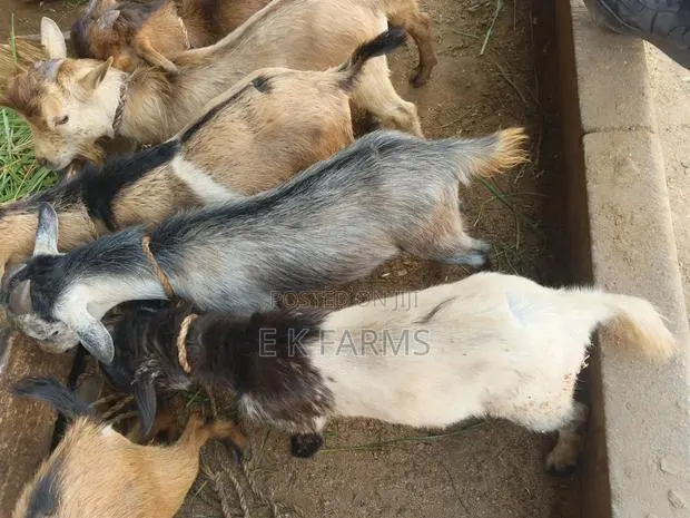 Local Breed Goat Available in Stock · Photo 2