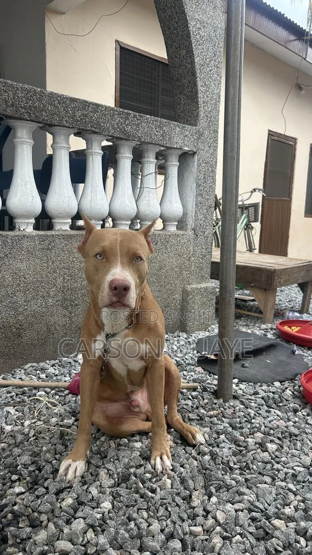 6-12 months Male Purebred American Pit Bull Terrier · Photo 1