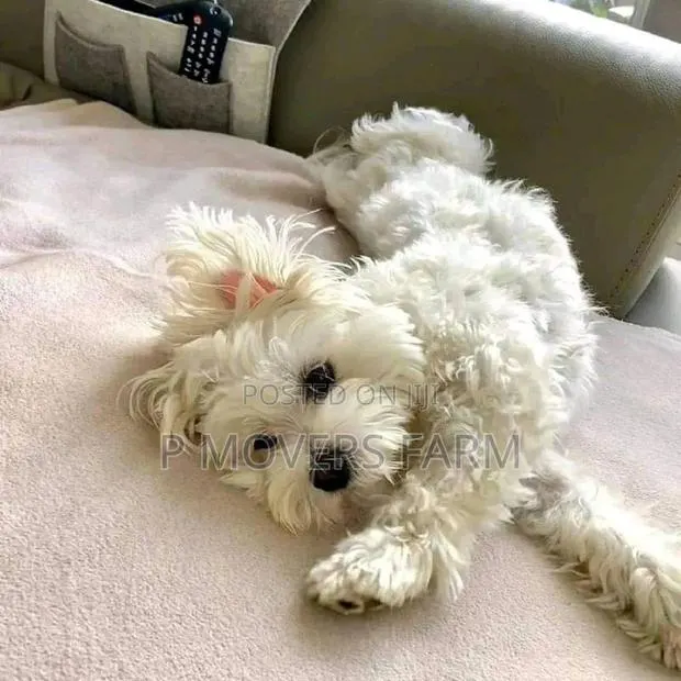 1-3 months Male Purebred Maltese · Photo 1