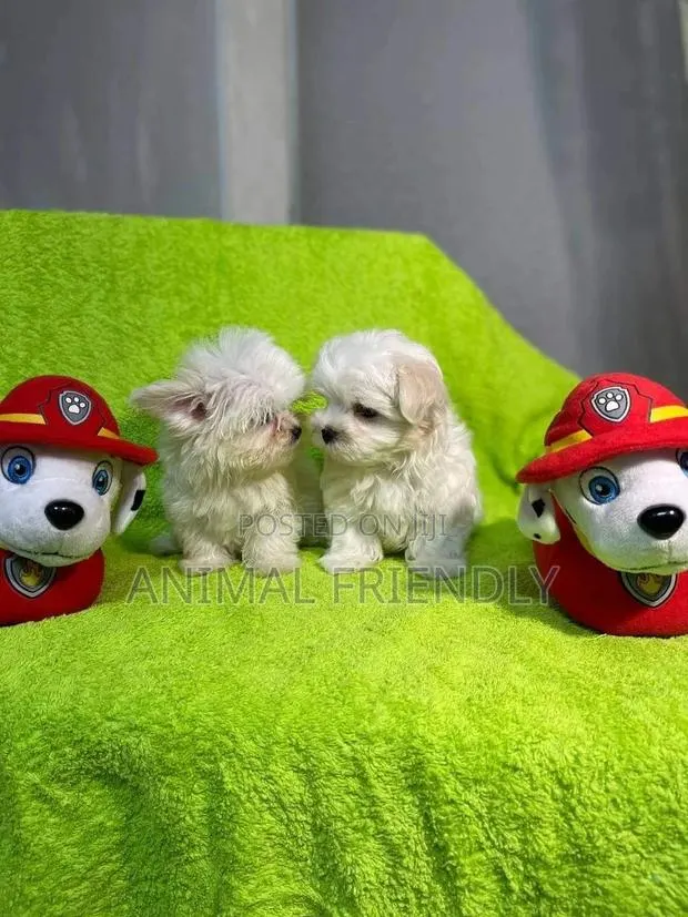 3-6 months Male Purebred Maltese · Photo 1