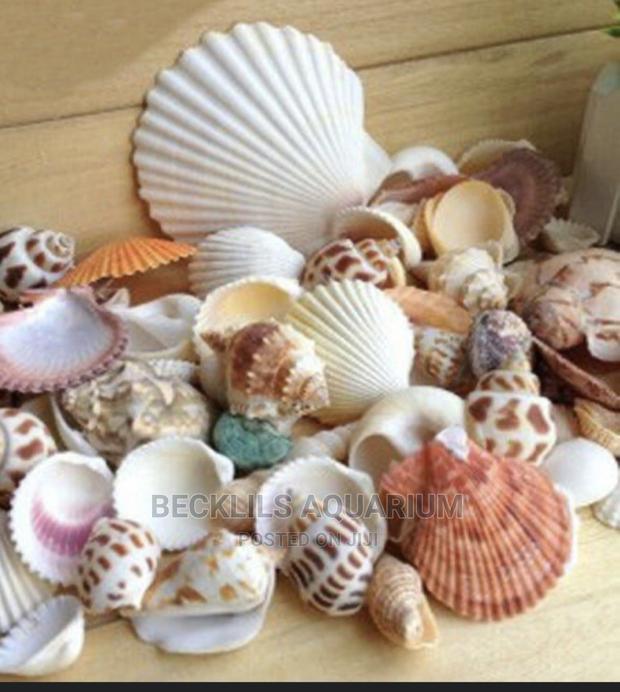 Aquarium Shells Decor · Photo 3
