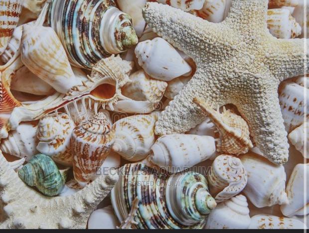 Aquarium Shells Decor · Photo 2