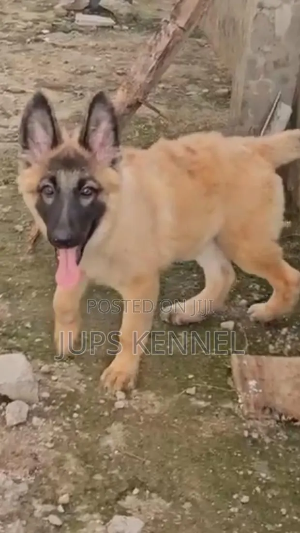 1-3 months Female Purebred German Shepherd · Photo 1
