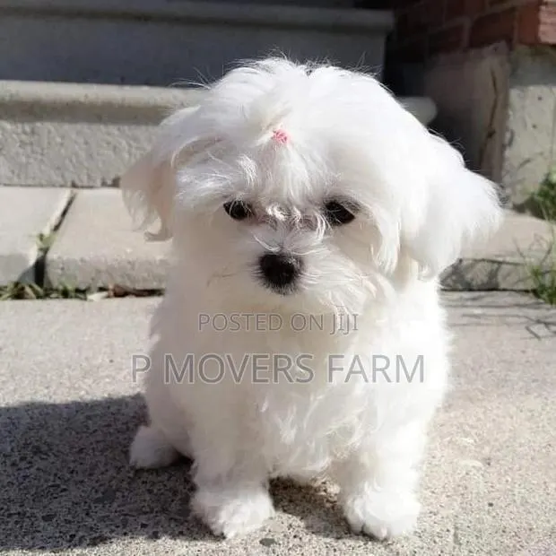 1-3 months Male Purebred Maltese · Photo 1