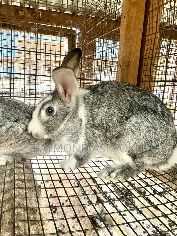 Healthy Rabbits · Photo 1