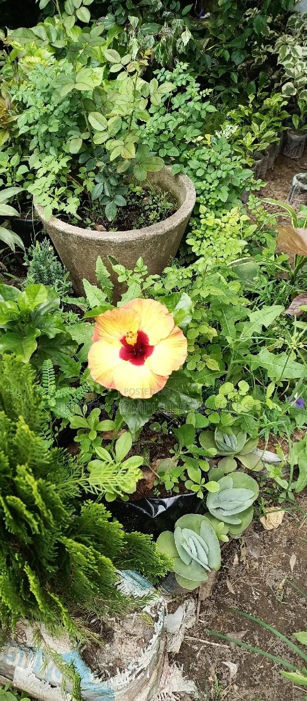All Kinds of Natural Flowers · Photo 5