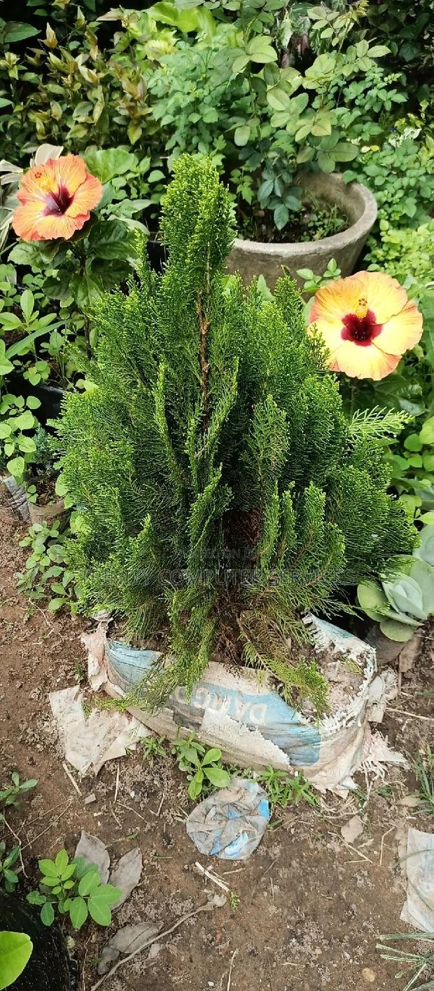 All Kinds of Natural Flowers · Photo 6