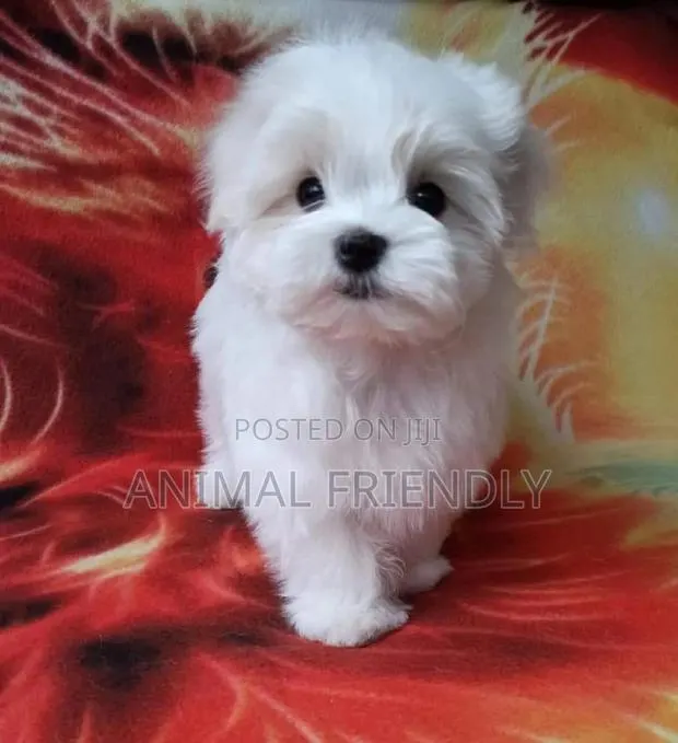 3-6 months Male Purebred Poodle · Photo 1