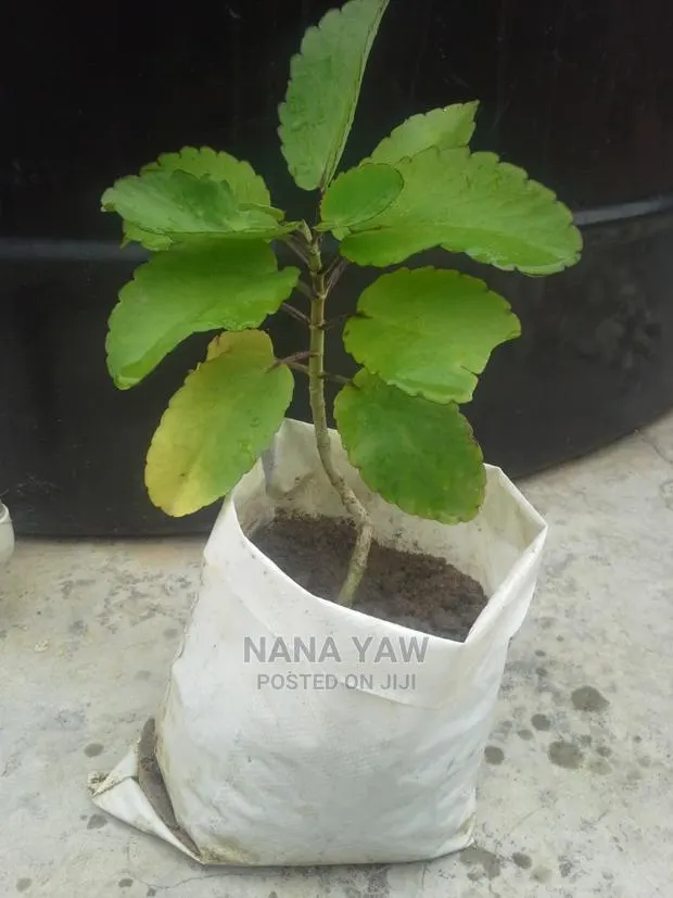 Tameawu Life Plant Susumasa Fertility Plant · Photo 1