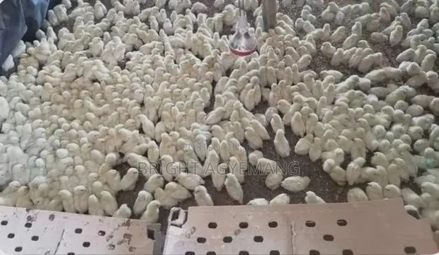 Lohmann White Day Old Chicks · Photo 1