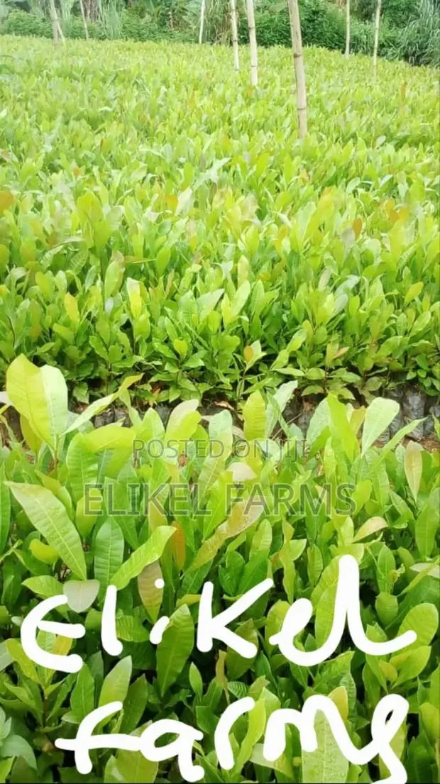 High Quality Hybrid Cashew Seedlings for Ur Farms. · Photo 1