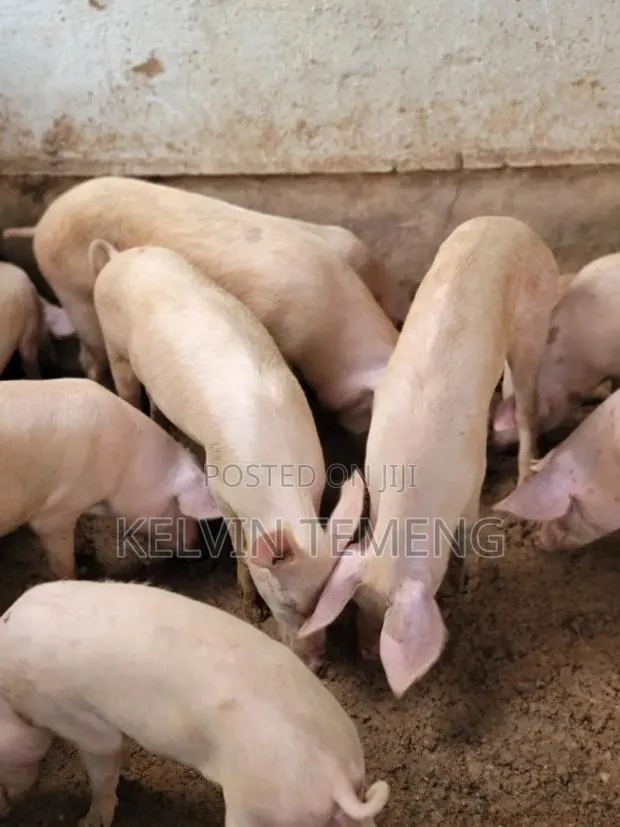 Long Breed Pigs · Photo 1