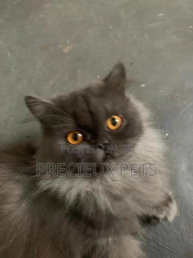 Persian Cats Mating/Crossing · Photo 1