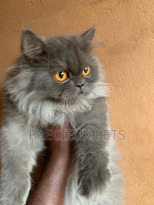 Persian Cats Mating/Crossing · Photo 2