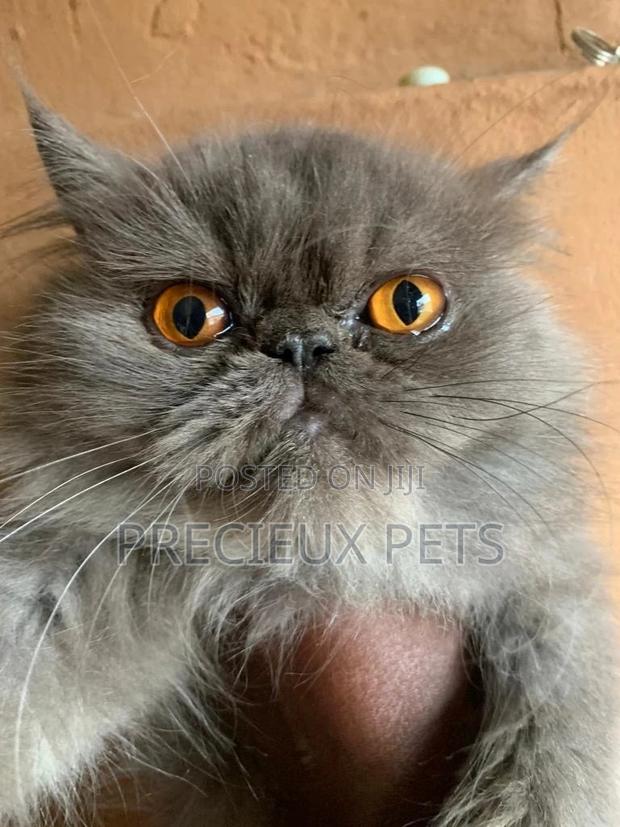Persian Cats Mating/Crossing · Photo 3