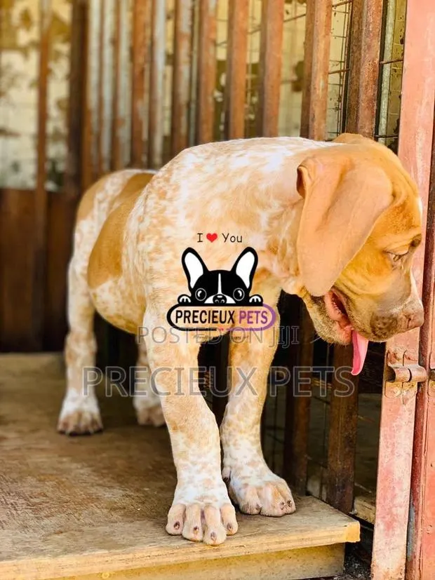 1-3 Month Male Purebred Boerboel · Photo 1