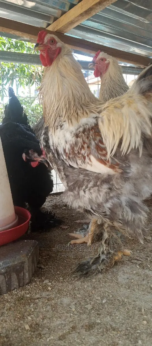 Different Type of Chickens · Photo 1