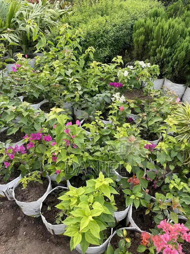 Bougainvillea Plant · Photo 1