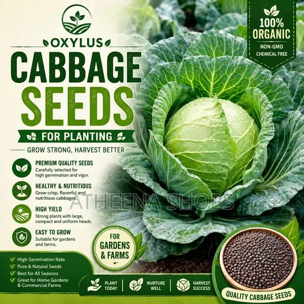 Oxylus Cabbage Seeds F1 (50grams) · Photo 1