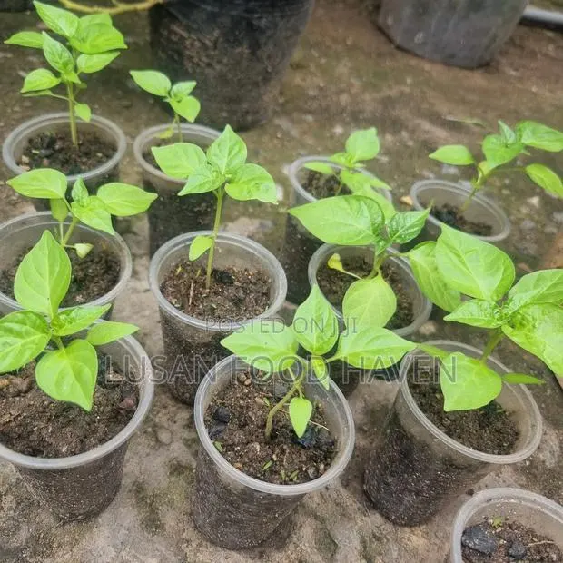 Habanero Pepper Seedlings Available for Sale · Photo 4