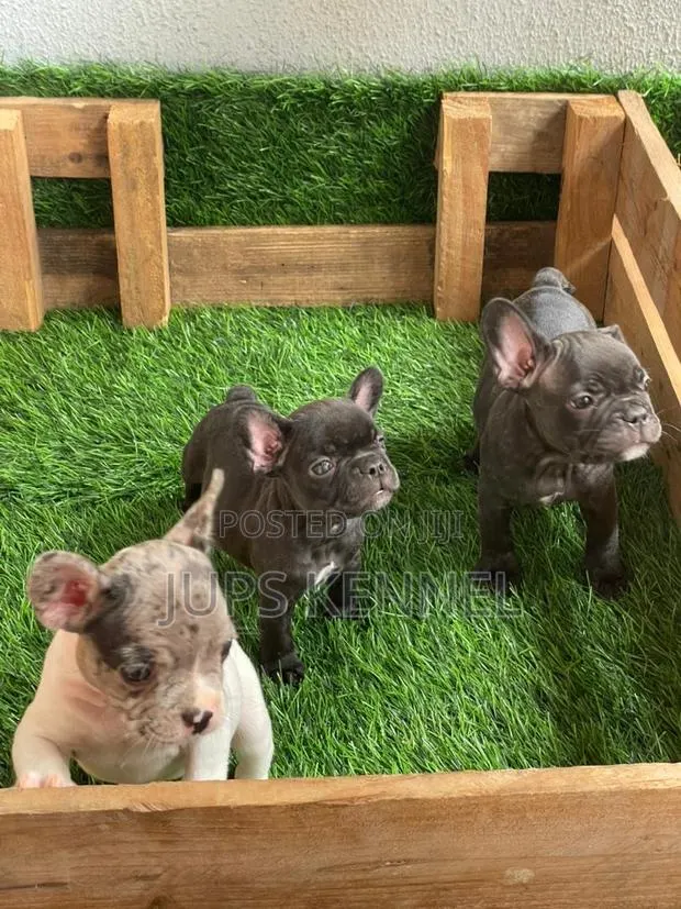 1-3 months Female Purebred French Bulldog · Photo 1